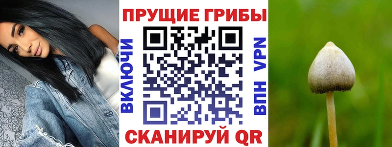 Купить  Волхов  Галлюциногенные грибы Psilocybine cubensis 